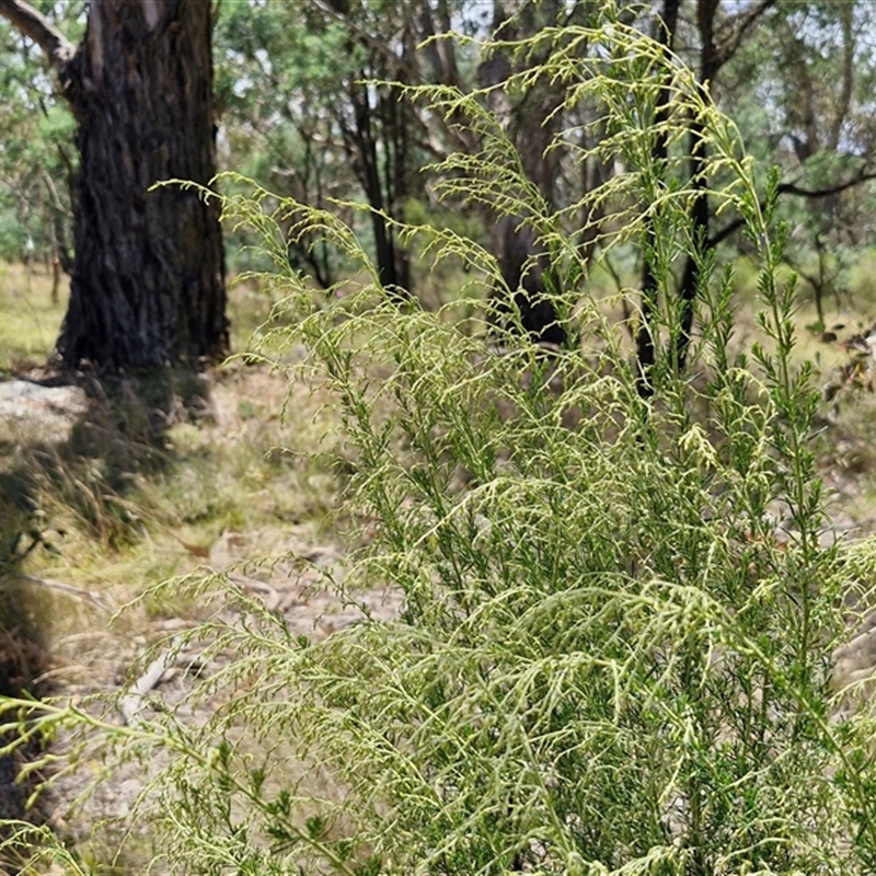 Cassinia sifton