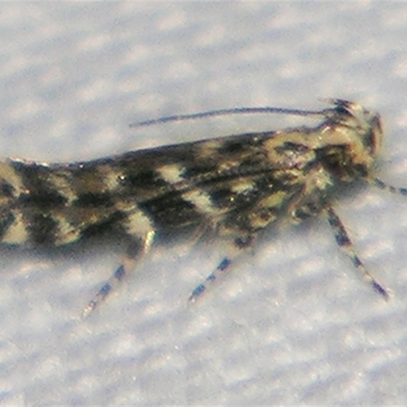 Otonoma anemois