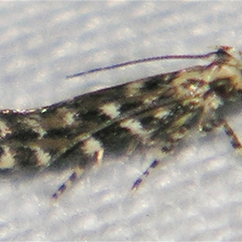 Otonoma anemois