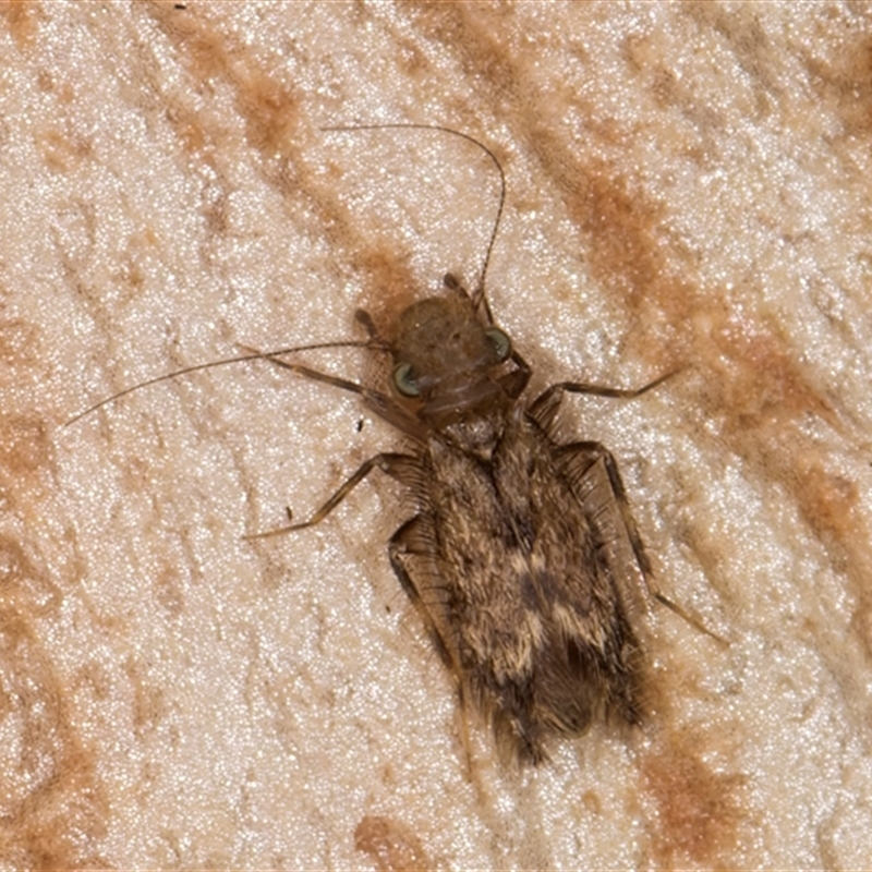 Lepidopsocidae (family)