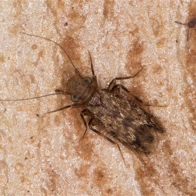 Lepidopsocidae (family)