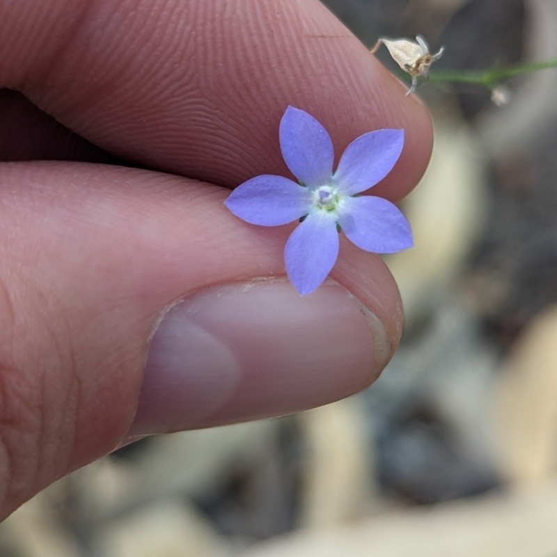 Wahlenbergia flumalis