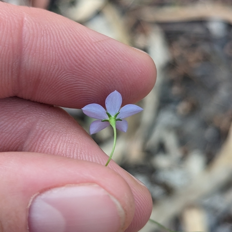 Wahlenbergia flumalis