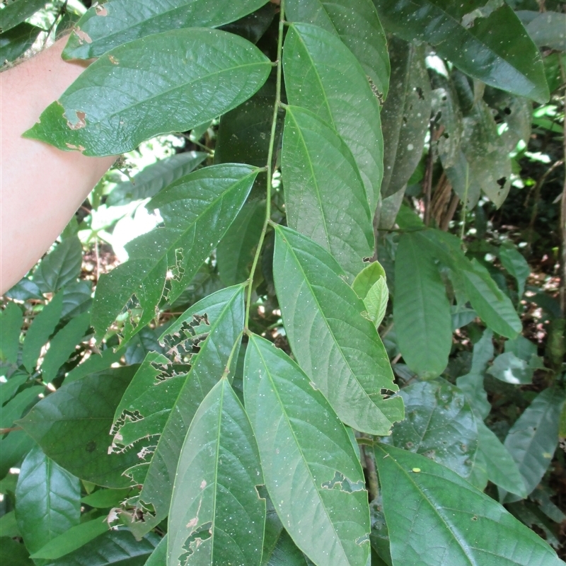 Phyllanthus clamboides