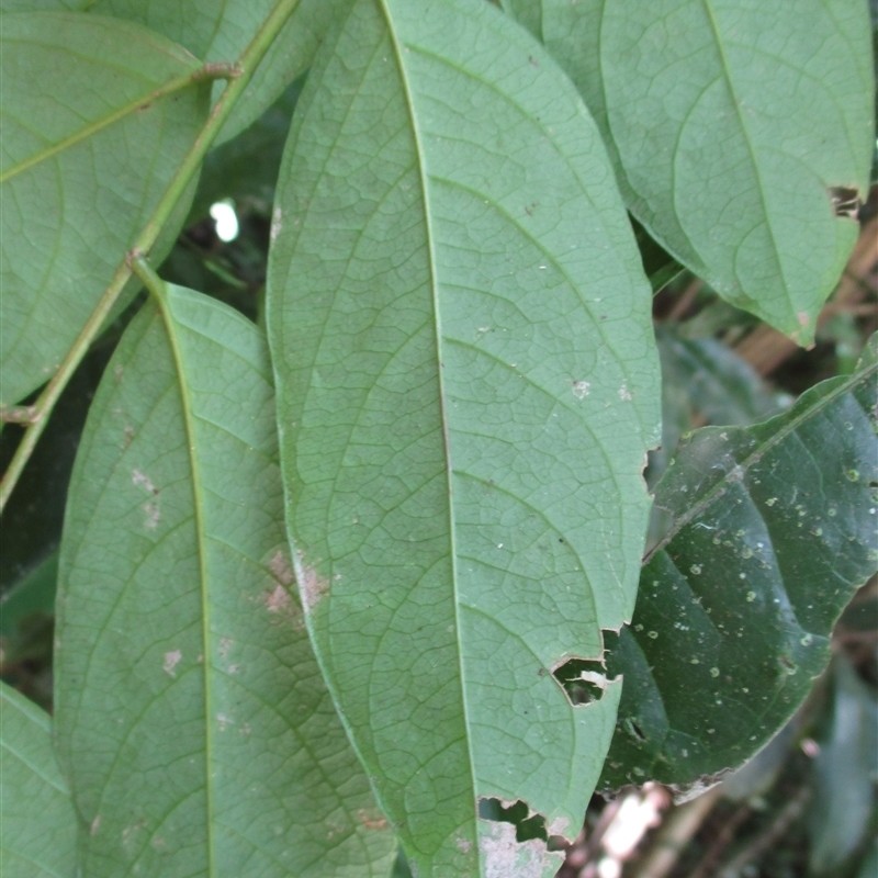 Phyllanthus clamboides