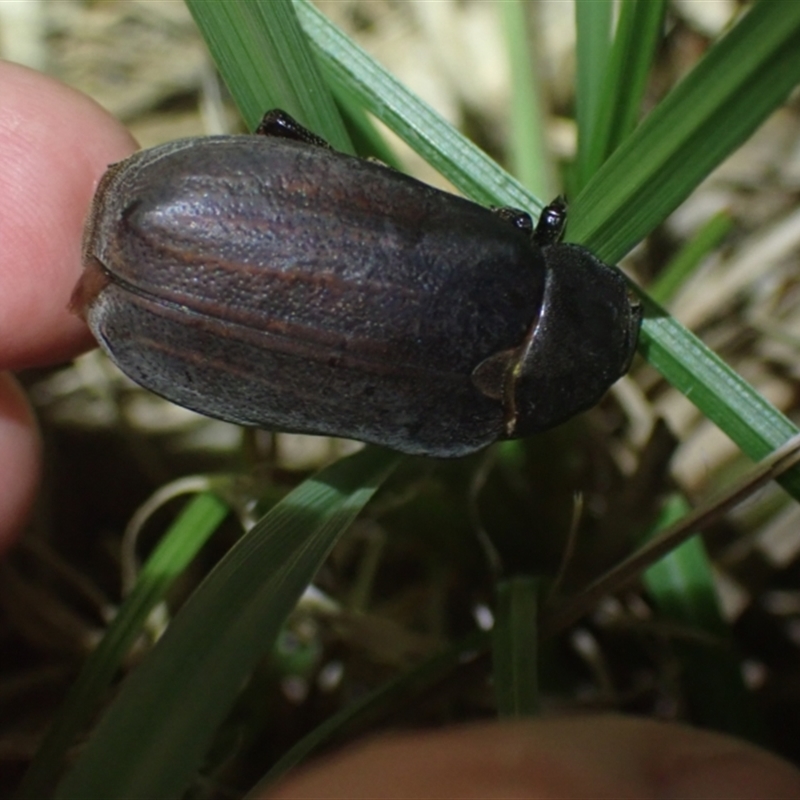 Lepidiota (genus)
