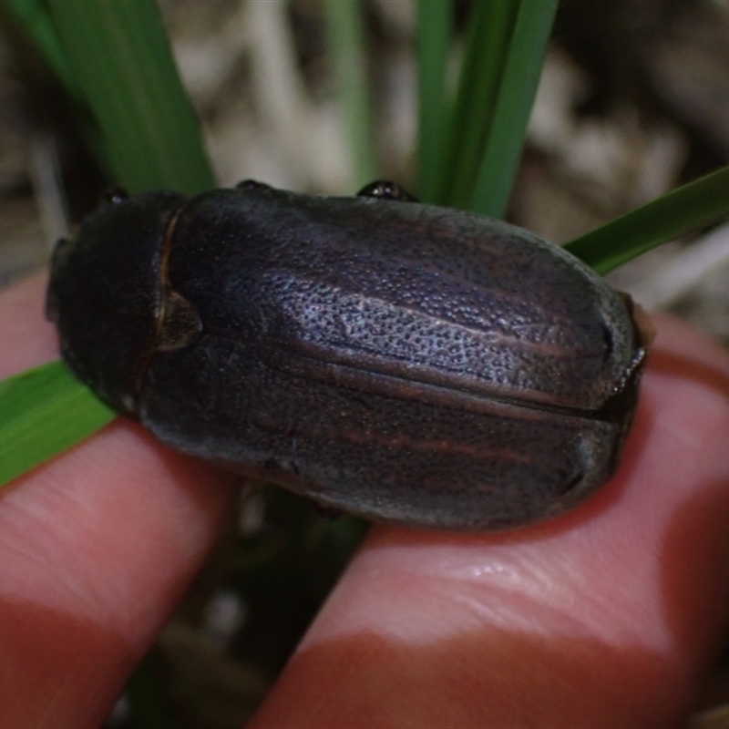 Lepidiota (genus)