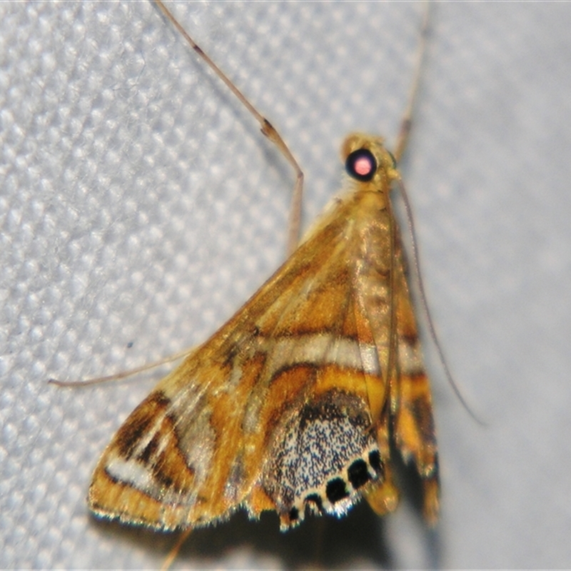Margarosticha (genus)