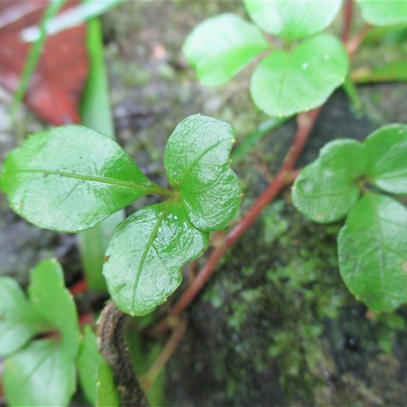 Motherwellia haplosciadea