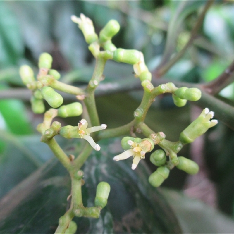 Gomphandra australiana