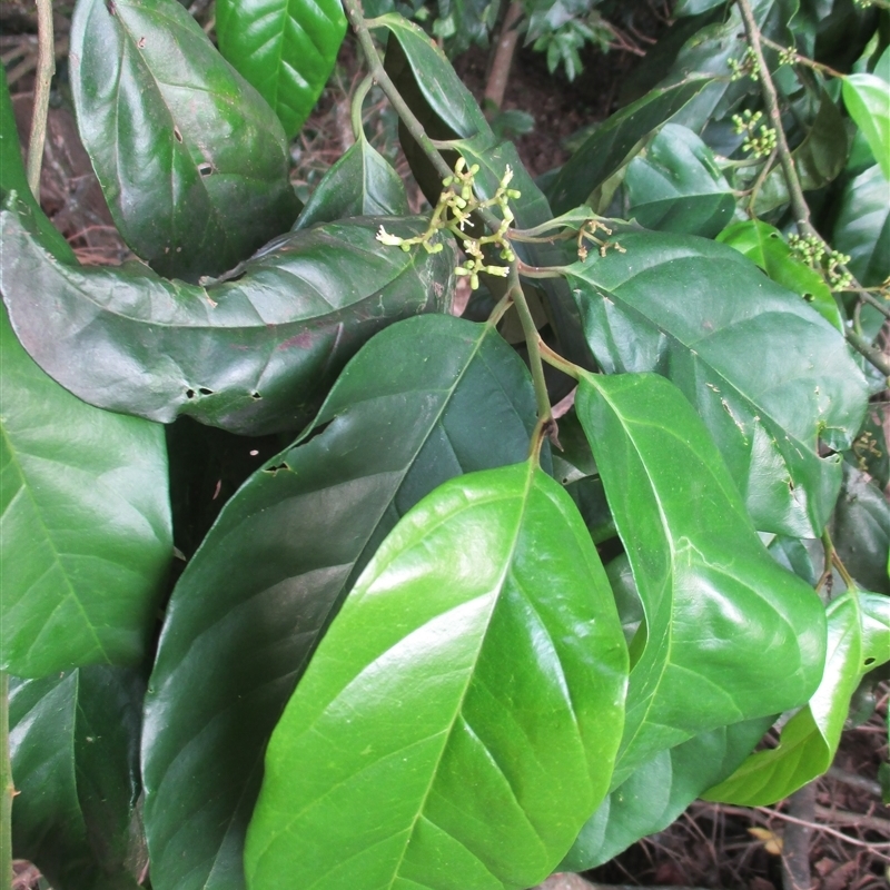 Gomphandra australiana