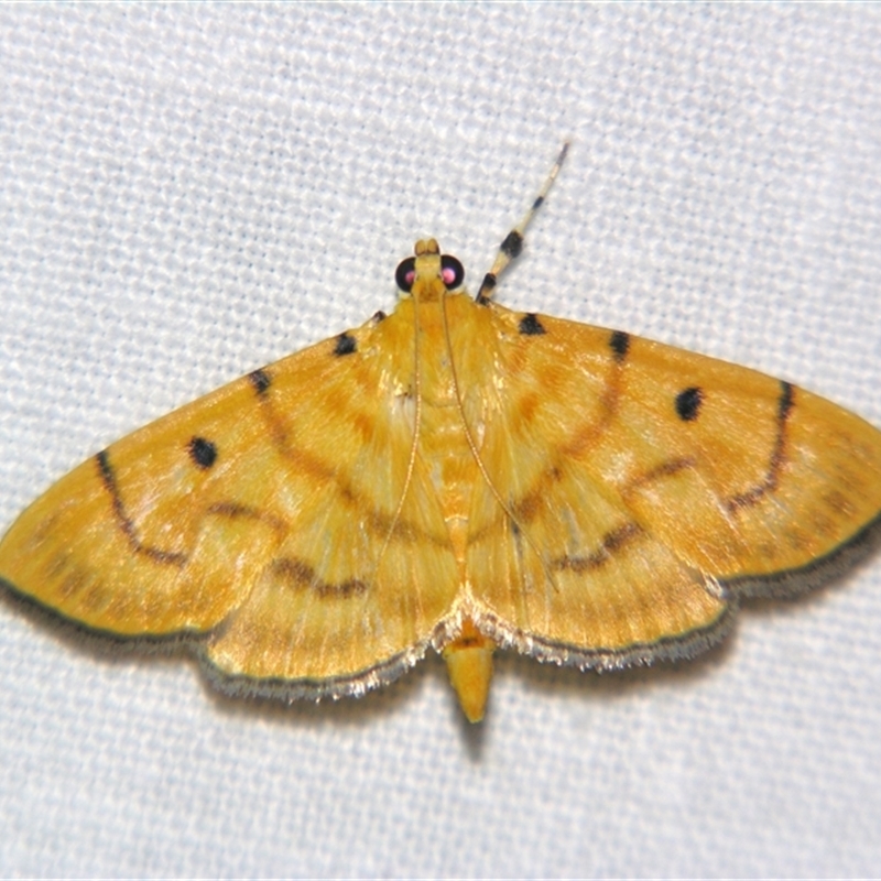 Orthospila orissusalis