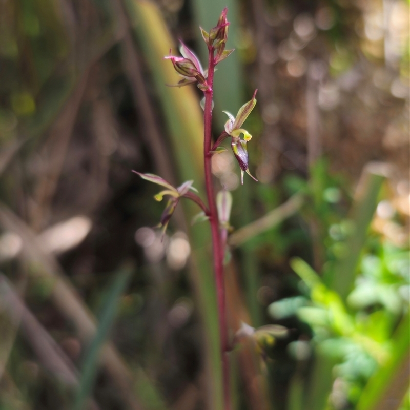 Acianthus exsertus