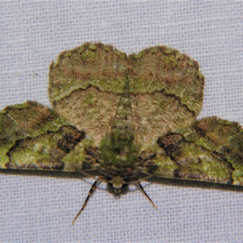 Aeolochroma turneri