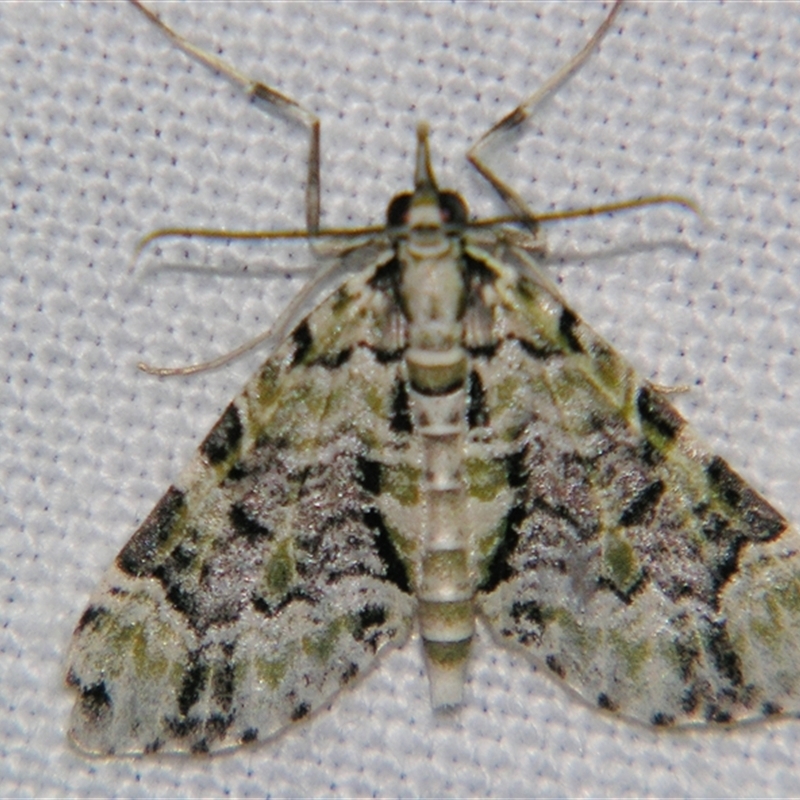 Sauris lichenias