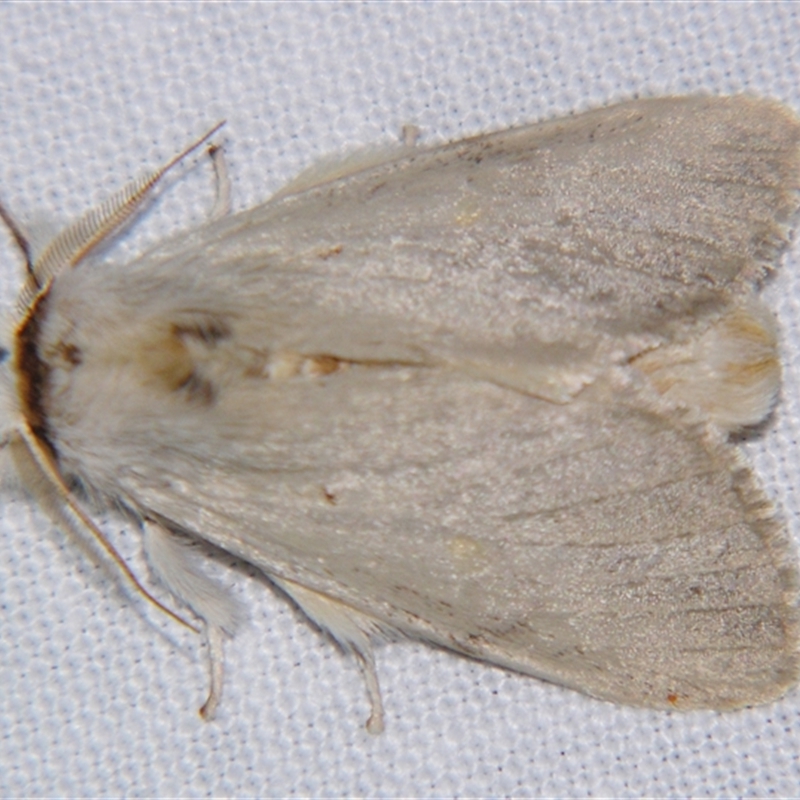 Pheraspis spodea