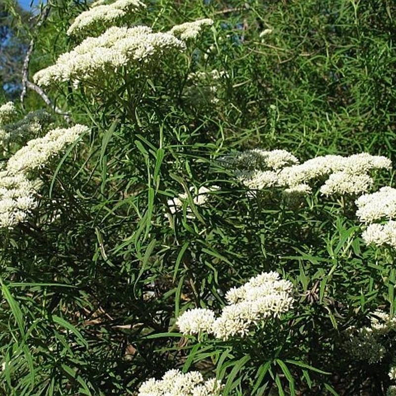 Cassinia trinerva