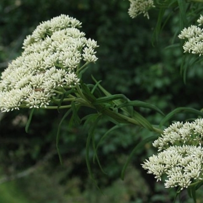 Cassinia trinerva