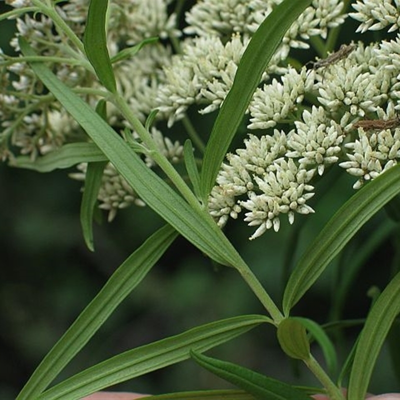 Cassinia trinerva