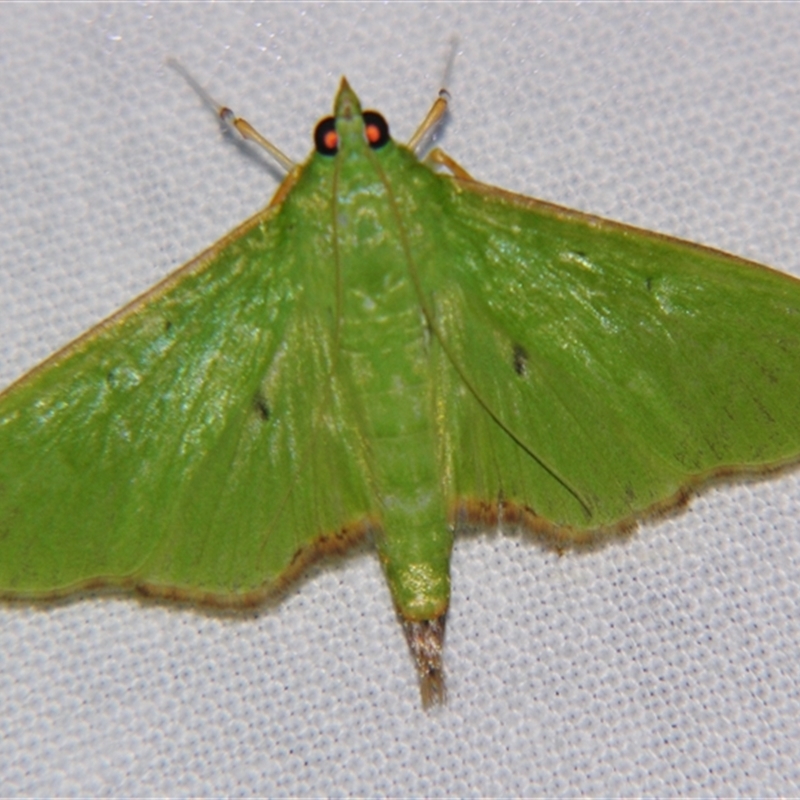 Parotis incurvata