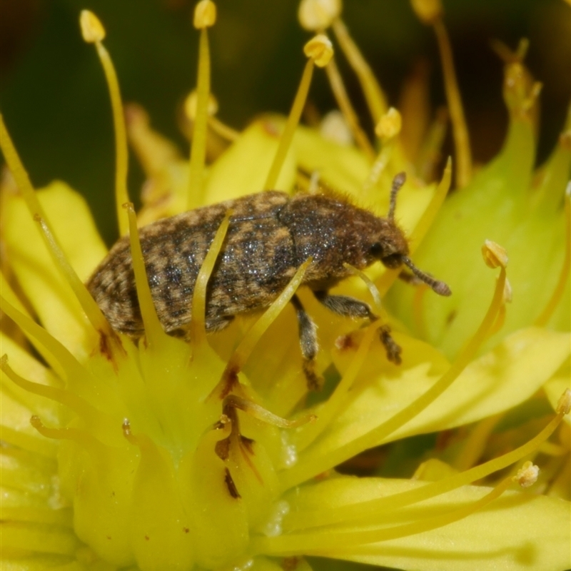 Rhinocyllus conicus