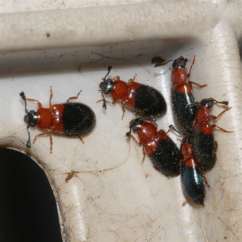 Necrobia ruficollis
