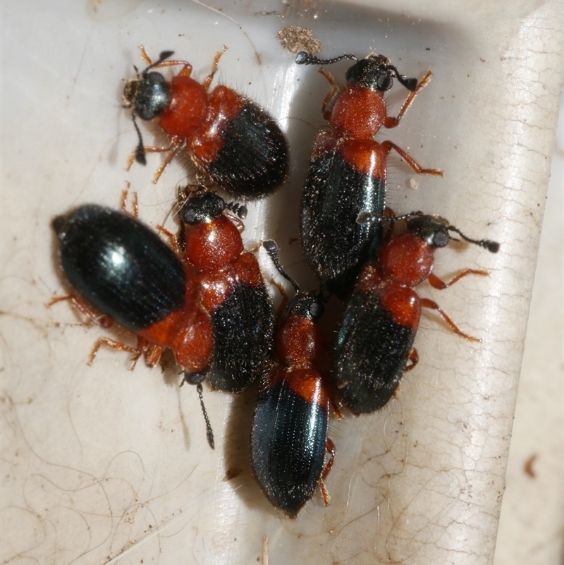 Necrobia ruficollis