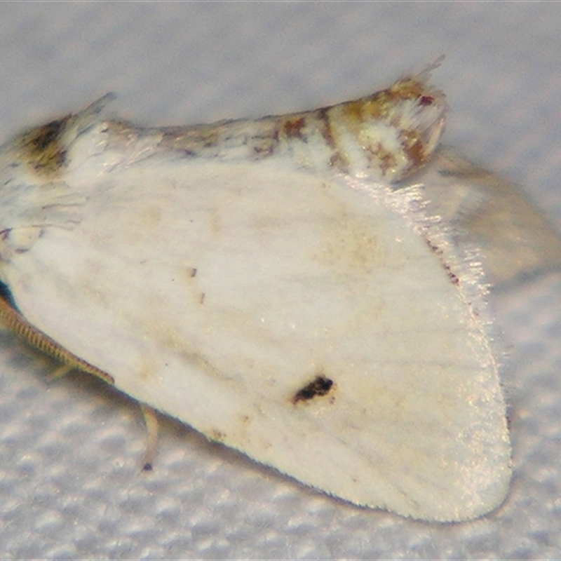 Niphopyralis chionesis