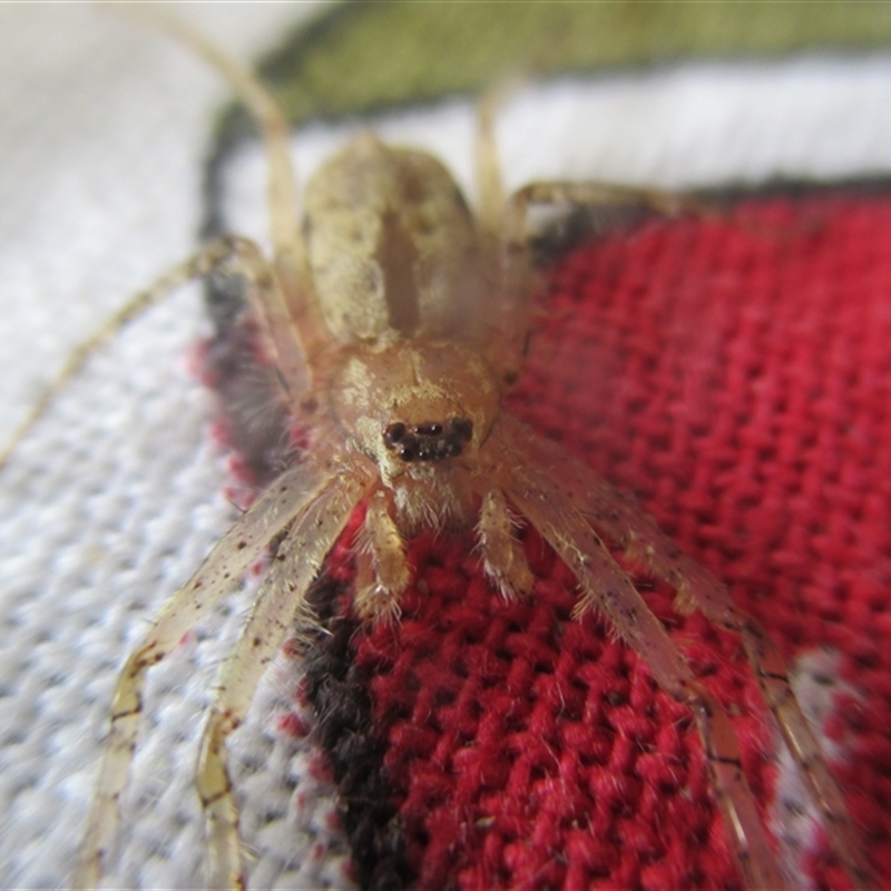 Pandercetes gracilis