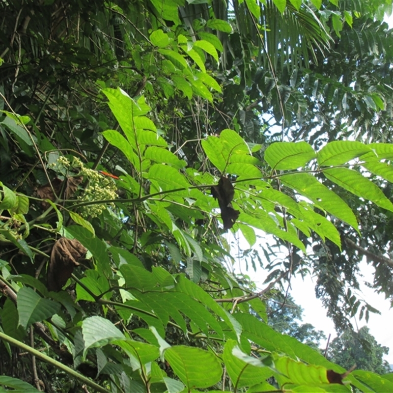 Leea novoguineensis