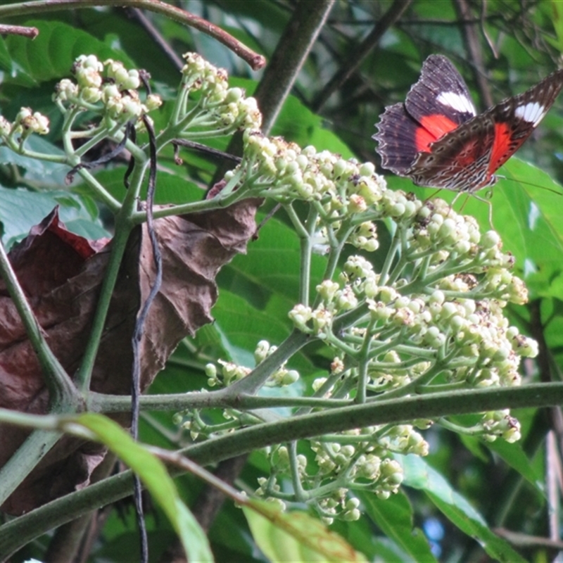 Cethosia cydippe chrysippe
