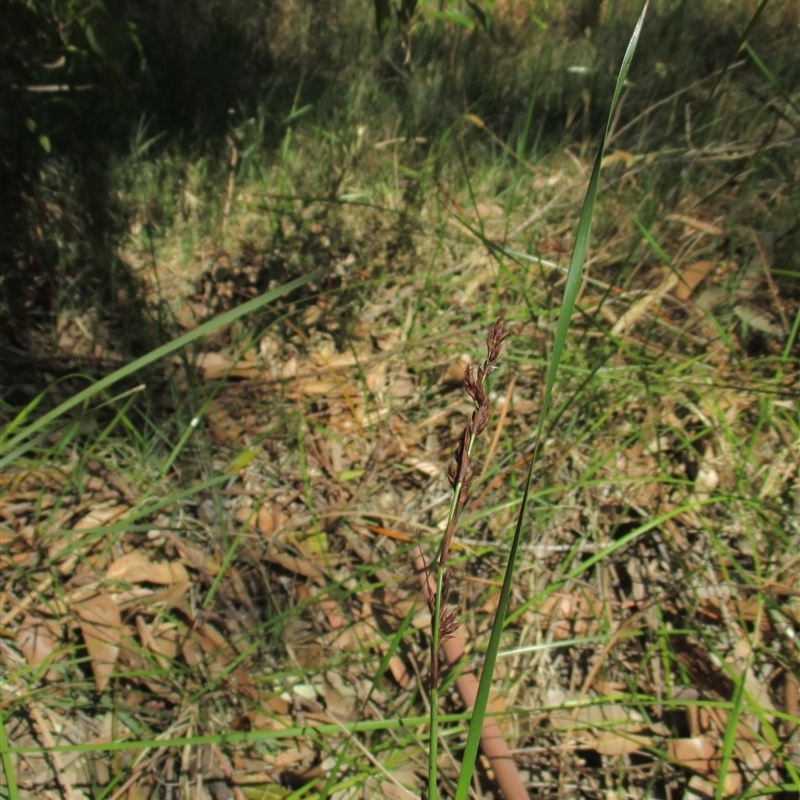 Lepidosperma laeve