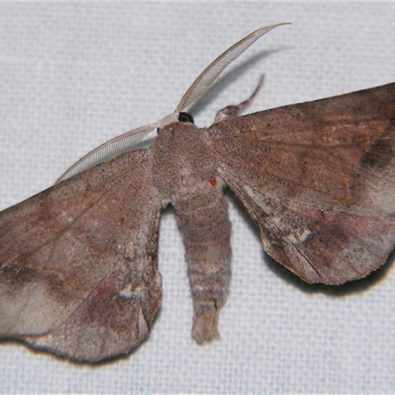 Parepisparis mulicolora