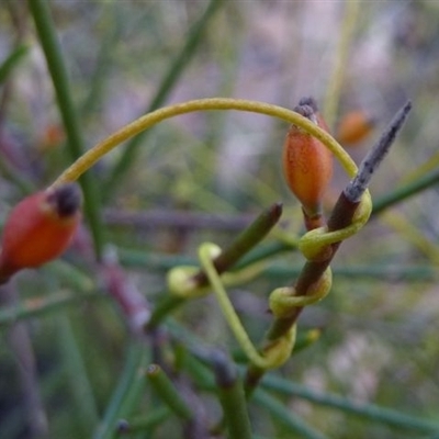 Cassytha glabella