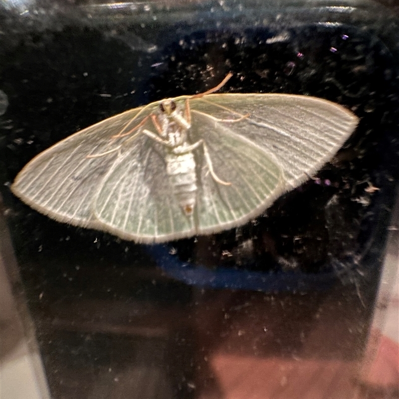 Comostola citrolimbaria