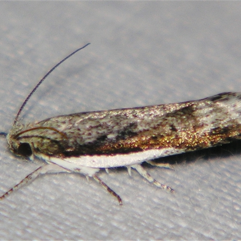 Xylorycta melaleucae