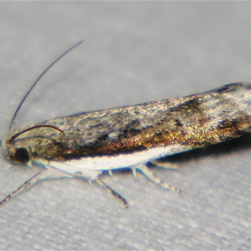 Xylorycta melaleucae