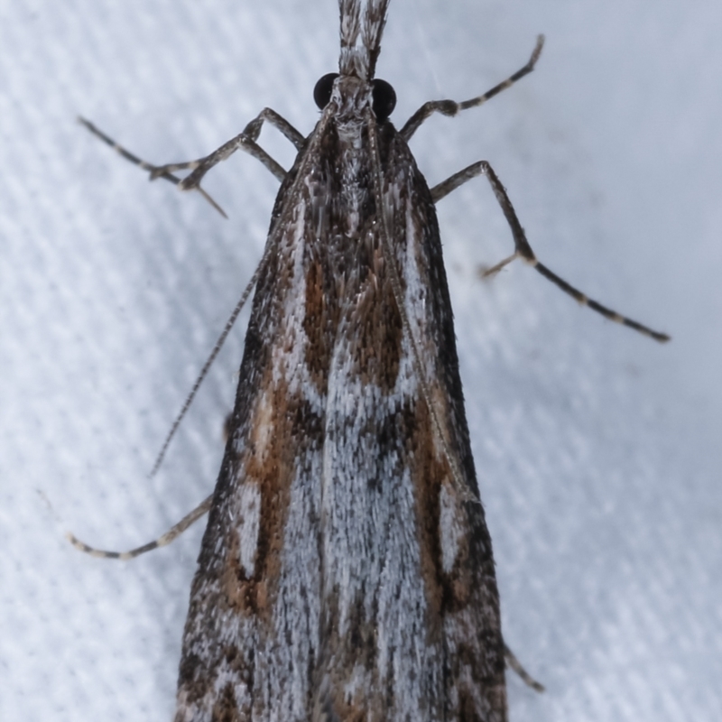 Scoparia anthracomochla