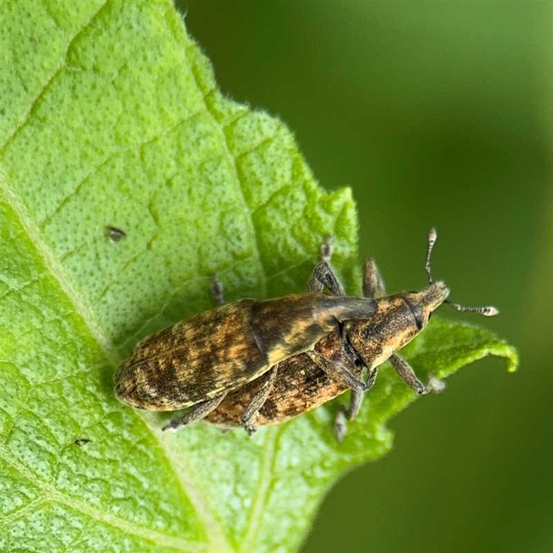 Lixus (genus)