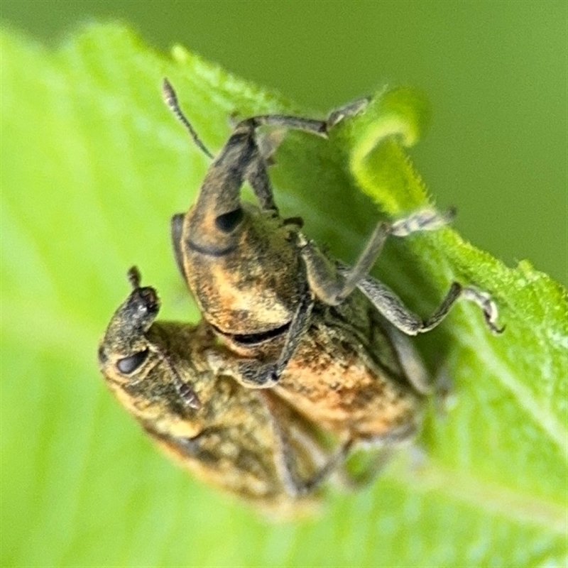 Lixus (genus)