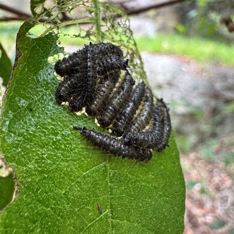 Poneridia semipullata