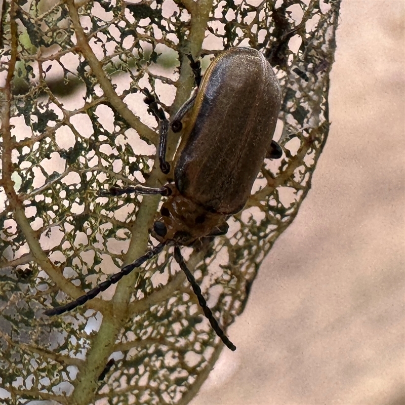 Poneridia semipullata