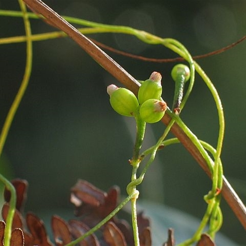 Cassytha glabella f. glabella