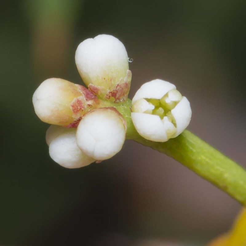 Cassytha glabella f. glabella