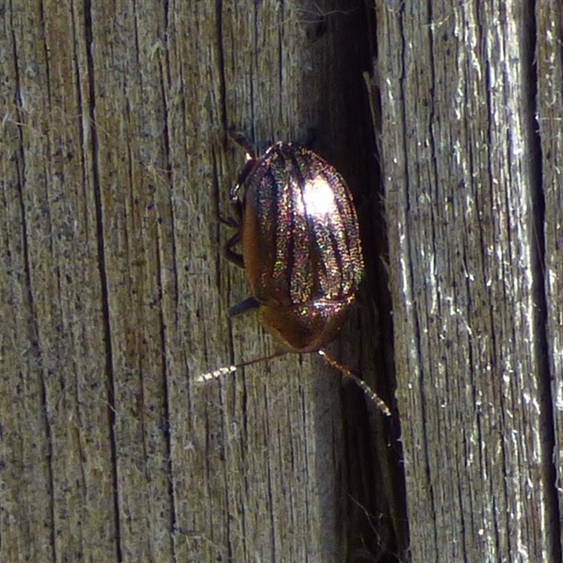 Agetinus subcostata
