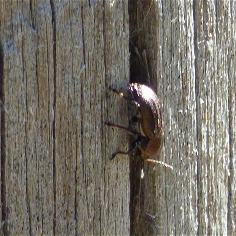 Agetinus subcostata