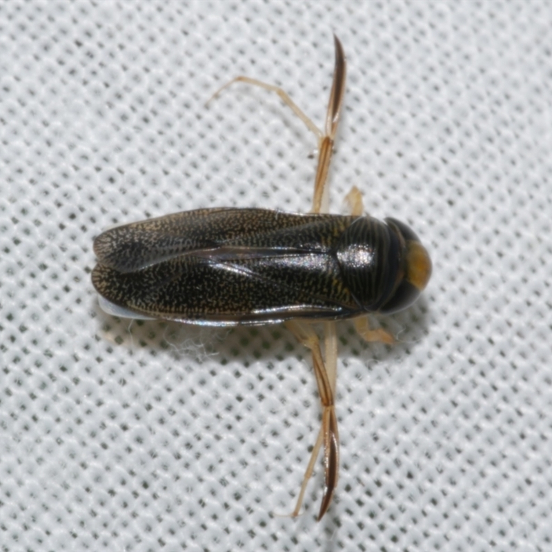 Sigara (genus)