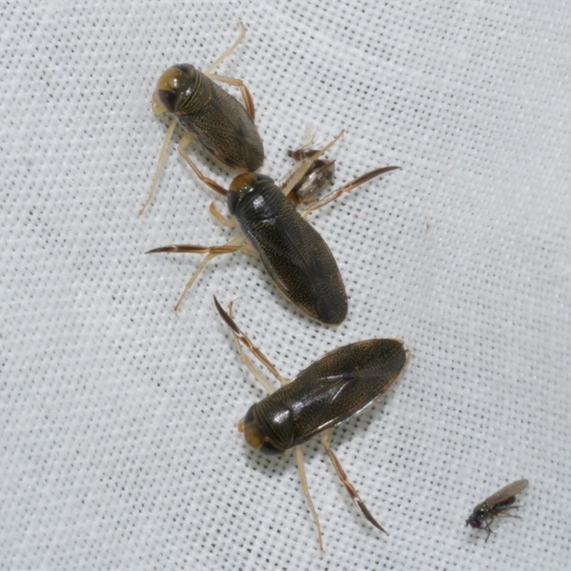 Sigara (genus)