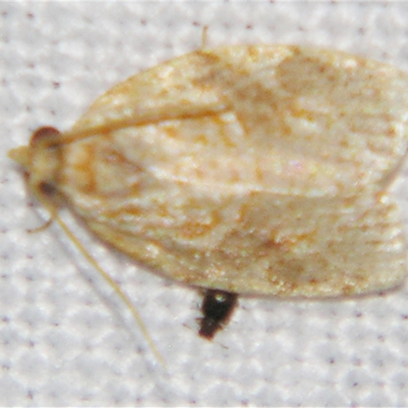 Adoxophyes templana