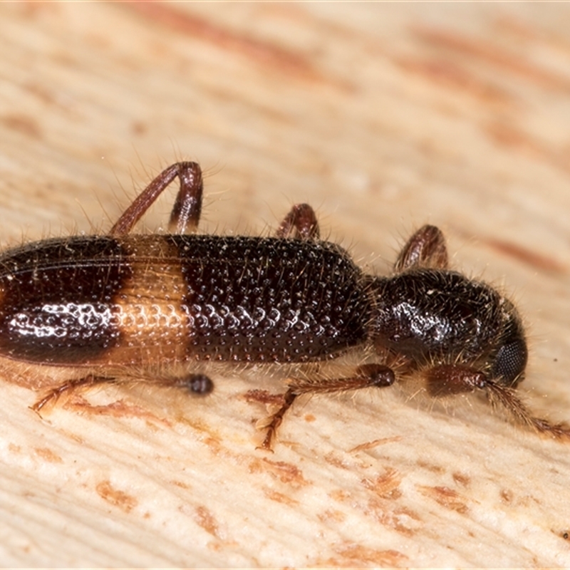 Notopilo (genus)